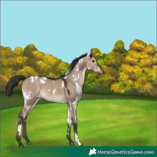 Horse Color:White Spotted Brown Dun 