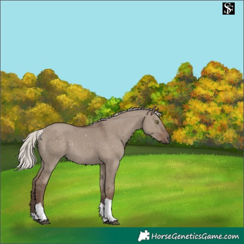 Horse Color:Silver Grullo Tobiano Rabicano