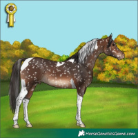 Horse Color:Brown Tobiano Appaloosa 