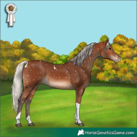 Horse Color:Silver Brown Tobiano Snowflake Varnish