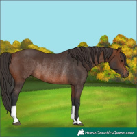 Horse Color:Brown Rabicano and Brown Rabicano