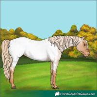 Horse Color:Red Roan Appaloosa