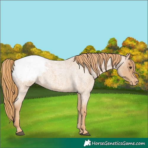 Horse Color:Red Roan Appaloosa 