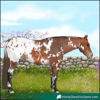Horse Color:White Spotted Bay Appaloosa