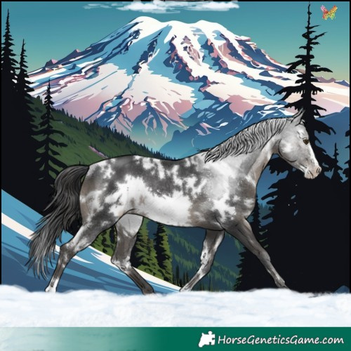 Horse Color:White Spotted Black Frame Rabicano 