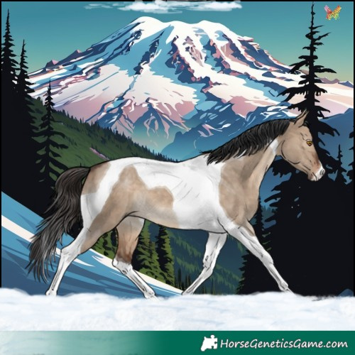 Horse Color:Brown Dun Tobiano 