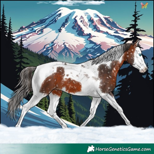 Horse Color:Bay Splash Tobiano Appaloosa