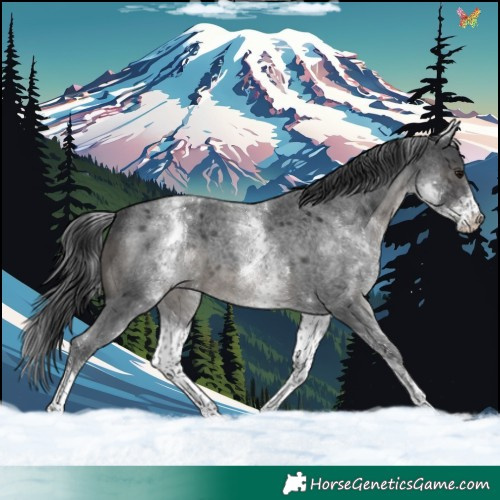 Horse Color:White Spotted Blue Roan 