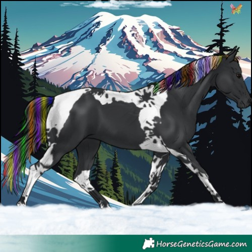 Horse Color:Painted Black Tobiano 