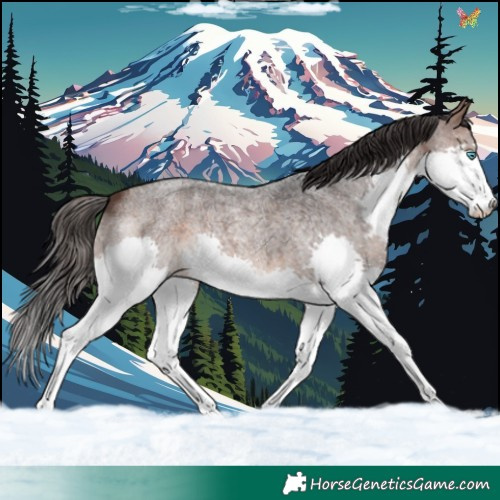 Horse Color:Brown Roan Splash 
