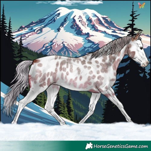 Horse Color:Silver Brown Roan Splash Appaloosa 