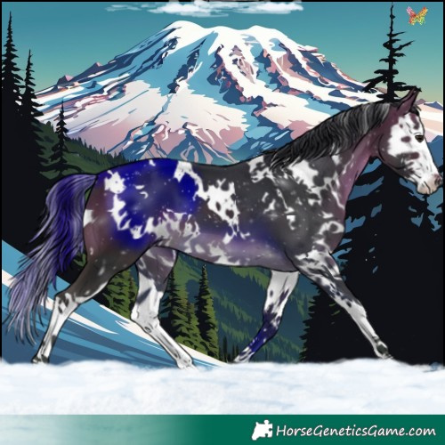 Horse Color:White Spotted Brown Splash
