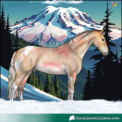 Horse Color:Silver Buckskin Roan Tobiano 