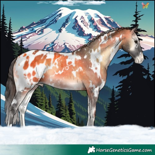Horse Color:White Spotted Buckskin Onyx Blanket 
