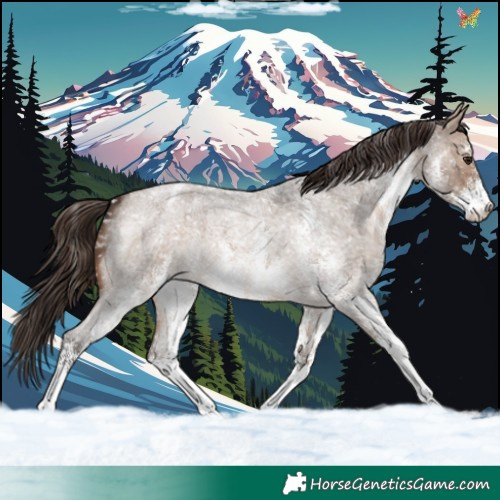 Horse Color:White Spotted Brown Roan Dun Appaloosa