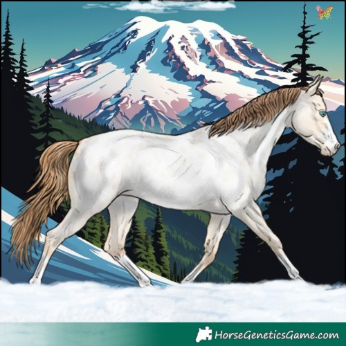 Horse Color:Buckskin Roan Pearl Dun Appaloosa