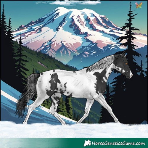 Horse Color:White Spotted Black Tobiano 