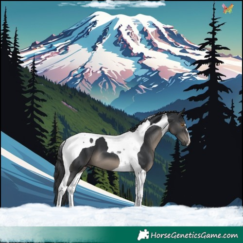 Horse Color:Black Tobiano 
