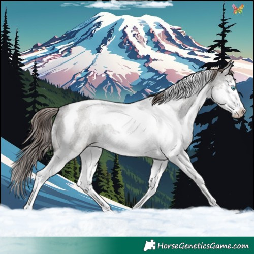 Horse Color:Grullo Roan Splash Tobiano Appaloosa