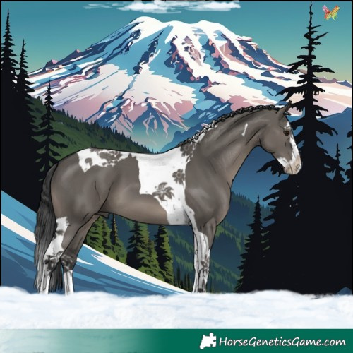 Horse Color:Grullo Splash Tobiano 