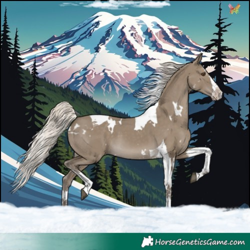 Horse Color:White Spotted Silver Smoky Grullo Splash Tobiano 