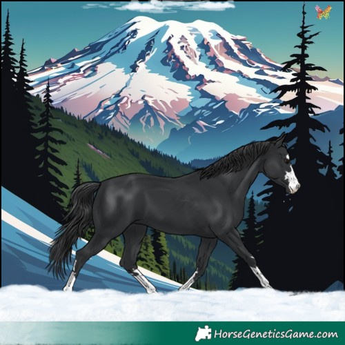 Horse Color:Black 
