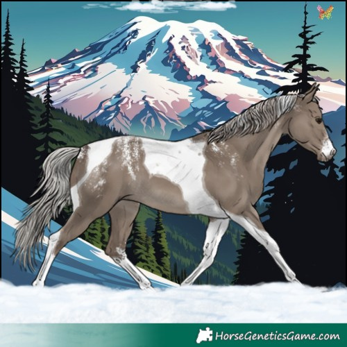 Horse Color:Powder White Silver Grullo Tobiano 