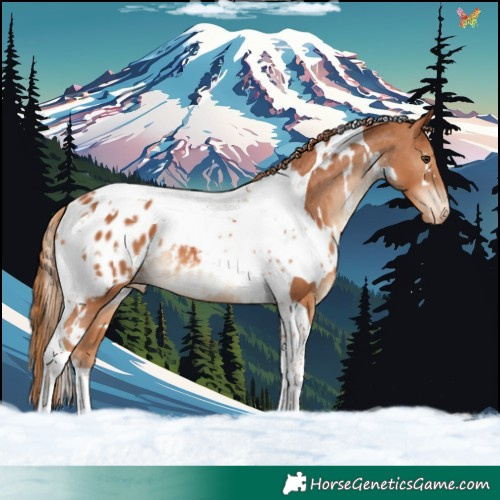 Horse Color:White Spotted Chestnut Tobiano Blanket 