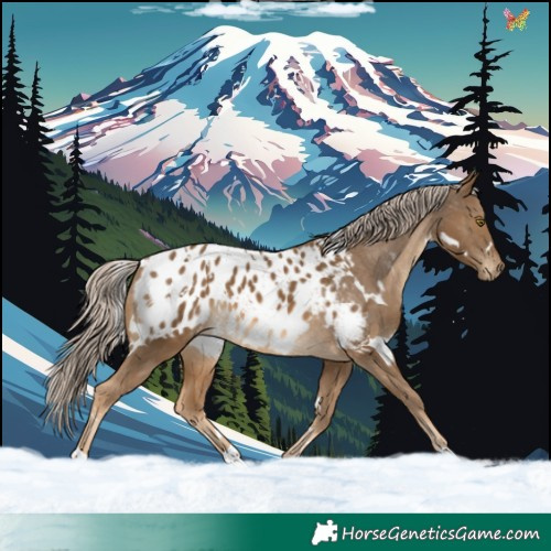 Horse Color:White Spotted Chocolate Palomino Appaloosa 