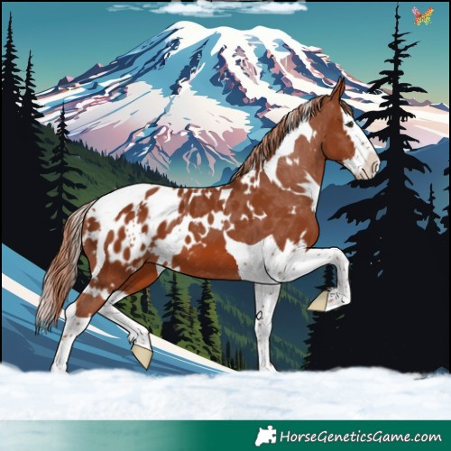 Horse Color:White Spotted Chestnut Splash Tobiano Appaloosa