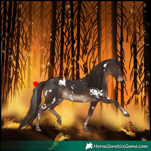 Horse Color:White Spotted Liver Chestnut 