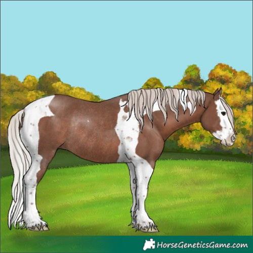 Horse Color:Silver Black Splash Tobiano Rabicano