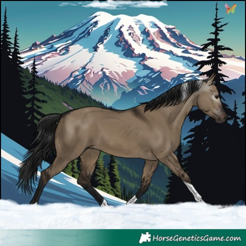 Horse Color:Gray Brown Dun Tobiano