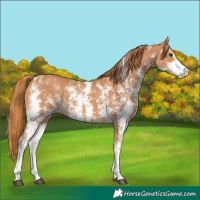 Horse Color:Chestnut Sabino