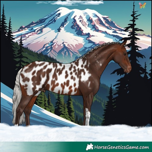 Horse Color:Silver Brown Tobiano Appaloosa Rabicano