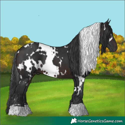 Horse Color:White Spotted Brown 
