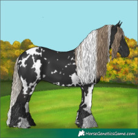 Horse Color:White Spotted Liver Chestnut