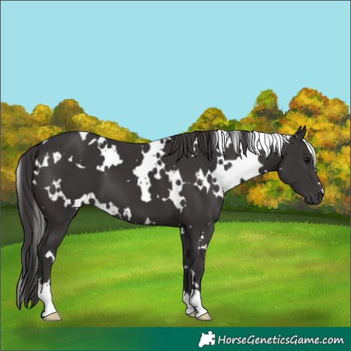 Horse Color:White Spotted Smoky Black 