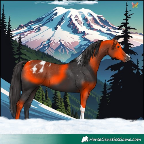 Horse Color:Smoky Black Tobiano Appaloosa Rabicano 