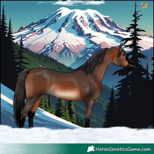 Horse Color:Void Bay Splash 