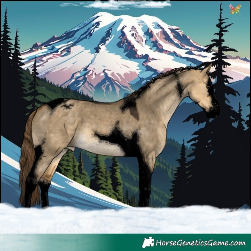 Horse Color:Void Buckskin Dun Splash Tobiano Appaloosa 