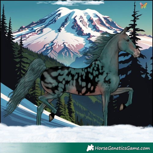 Horse Color:Void Watercolor Brown Appaloosa 