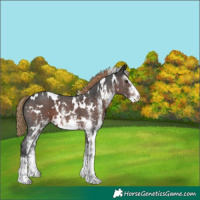 Horse Color:White Spotted Liver Chestnut