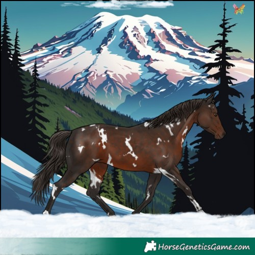 Horse Color:White Spotted Liver Chestnut 