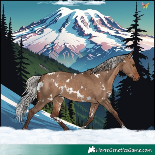 Horse Color:White Spotted Silver Brown Dun Rabicano 