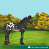 Horse Color:White Spotted Brown Appaloosa 