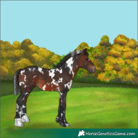 Horse Color:White Spotted Brown 