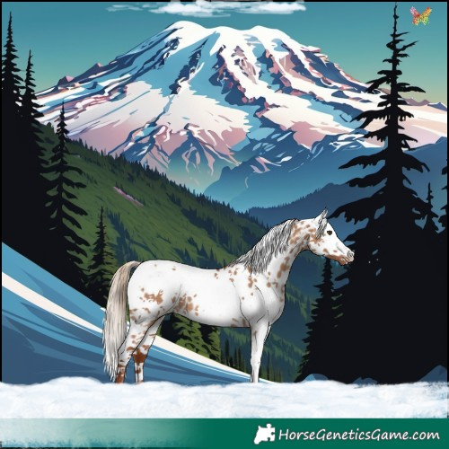 Horse Color:Red Dun Sabino Appaloosa Rabicano