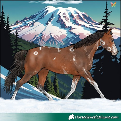 Horse Color:White Spotted Bay Tobiano
