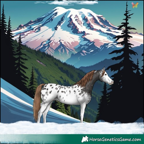 Horse Color:White Spotted Liver Chestnut Sabino Appaloosa